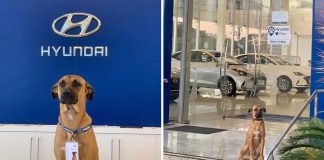 Concessionária de carros contrata cãozinho de rua como novo vigilante do lugar