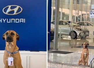 Concessionária de carros contrata cãozinho de rua como novo vigilante do lugar