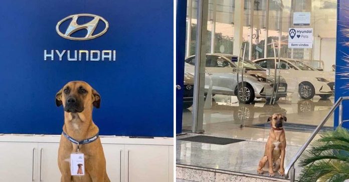 Concessionária de carros contrata cãozinho de rua como novo vigilante do lugar