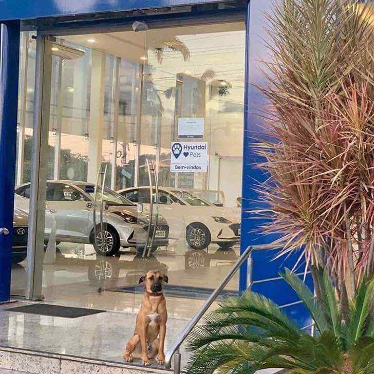 contioutra.com - Concessionária de carros contrata cãozinho de rua como novo vigilante do lugar