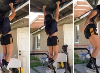 Cachorrinho vê sua dona fazendo flexões e arrasta uma cadeira para “salvá-la”