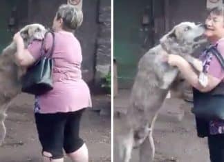 Mulher tem reencontro emocionante com cão que lhe foi roubado dois anos antes