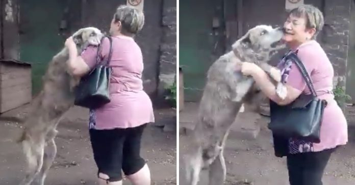 Mulher tem reencontro emocionante com cão que lhe foi roubado dois anos antes