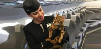 “Não somos bagagem, somos seres vivos”: campanha reivindica que os bichinhos viajem com os donos na cabine “Não somos bagagem, somos seres vivos”: campanha reivindica que os bichinhos viajem com os donos na cabine