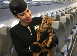 “Não somos bagagem, somos seres vivos”: campanha reivindica que os bichinhos viajem com os donos na cabine