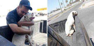 Ele levou seu cachorrinho doente para um último passeio antes de seu descanso eterno.