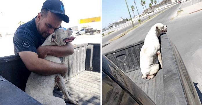 Ele levou seu cachorrinho doente para um último passeio antes de seu descanso eterno.