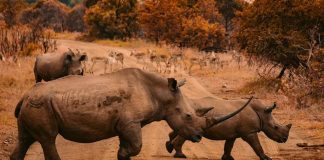 Caça de rinocerontes na África do Sul cai 53% durante a pandemia