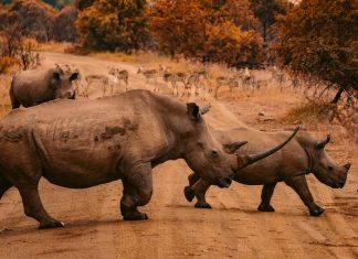 Caça de rinocerontes na África do Sul cai 53% durante a pandemia