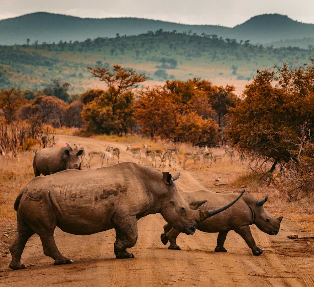 contioutra.com - Caça de rinocerontes na África do Sul cai 53% durante a pandemia