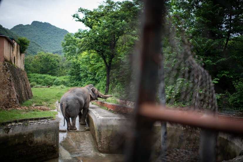 contioutra.com - O elefante mais solitário do mundo deixa o zoológico para finalmente ser livre