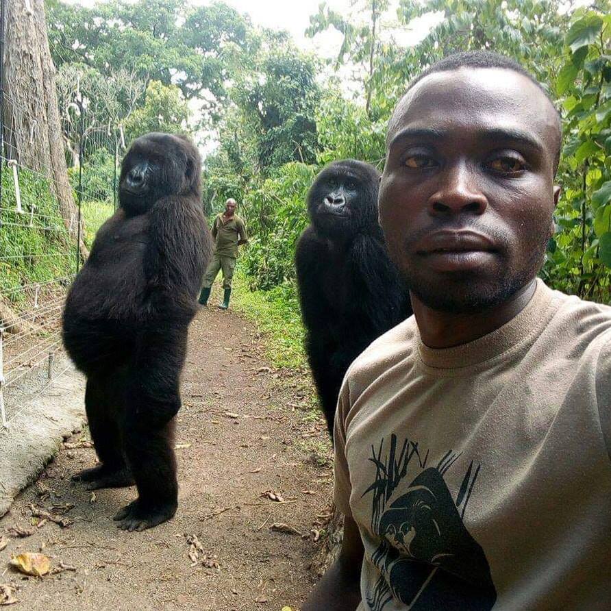 contioutra.com - Gorilas posam para selfies com guardas florestais que os protegem da caça ilegal