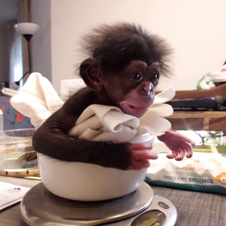 contioutra.com - Bebê chimpanzé se abraça com um macaco de pelúcia após ser rejeitado pela mãe e encontra uma nova família