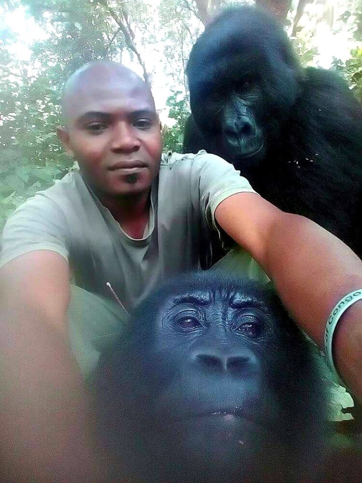 contioutra.com - Gorilas posam para selfies com guardas florestais que os protegem da caça ilegal