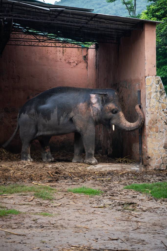 contioutra.com - O elefante mais solitário do mundo deixa o zoológico para finalmente ser livre