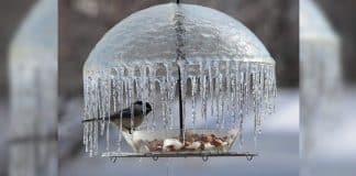 Passarinho foi fotografado no momento em que era protegido por um curioso guarda-chuva de gelo