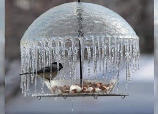 Passarinho foi fotografado no momento em que era protegido por um curioso guarda-chuva de gelo