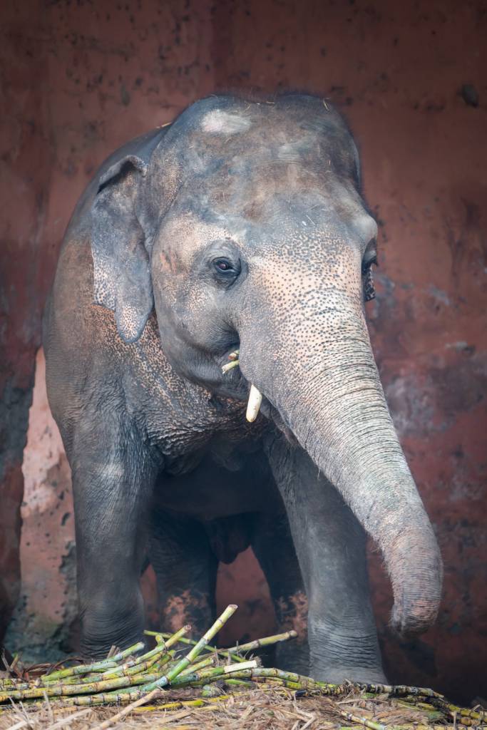 contioutra.com - O elefante mais solitário do mundo deixa o zoológico para finalmente ser livre