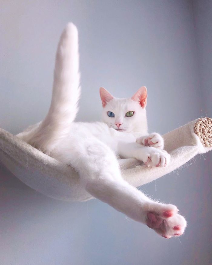 contioutra.com - Após ser abandonada por antigos donos, gatinha com heterocromia e dedos extras se torna estrela do Instagram