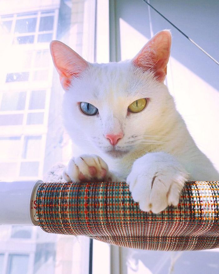 contioutra.com - Após ser abandonada por antigos donos, gatinha com heterocromia e dedos extras se torna estrela do Instagram