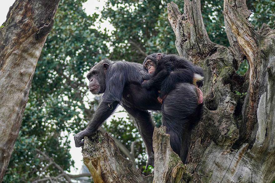 contioutra.com - Bebê chimpanzé se abraça com um macaco de pelúcia após ser rejeitado pela mãe e encontra uma nova família