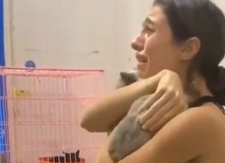 Moradora de Beirute se emociona ao reencontrar gatinho que estava perdido desde a explosão