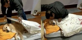 Pai que não queria um cachorro em casa agora até o põe na caminha para dormir Pai que não queria um cachorro em casa agora até o põe na caminha para dormir