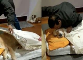 Pai que não queria um cachorro em casa agora até o põe na caminha para dormir