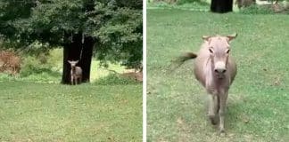 Burro “grita” de alegria quando revê sua melhor amiga humana Burro “grita” de alegria quando revê sua melhor amiga humana