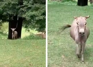 Burro “grita” de alegria quando revê sua melhor amiga humana