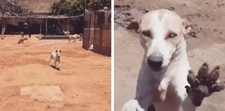 Cãozinho cego corre feliz ao encontro do seu melhor amigo ao ouvir a voz dele