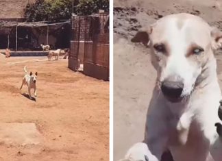 Cãozinho cego corre feliz ao encontro do seu melhor amigo ao ouvir a voz dele