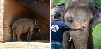 O elefante mais solitário do mundo deixa o zoológico para finalmente ser livre