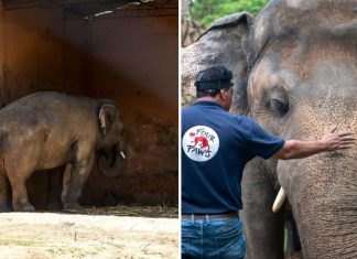 O elefante mais solitário do mundo deixa o zoológico para finalmente ser livre