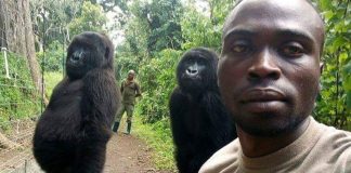 Gorilas posam para selfies com guardas florestais que os protegem da caça ilegal