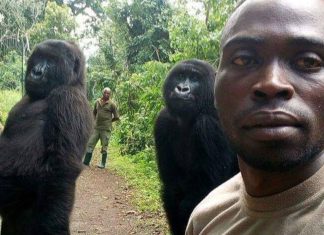 Gorilas posam para selfies com guardas florestais que os protegem da caça ilegal