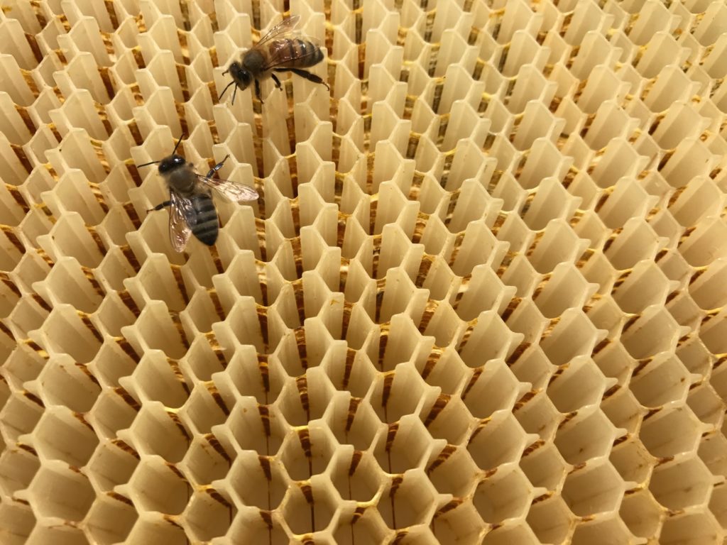 contioutra.com - Pai e filho criam projeto que resultou em um aumento de 10% nas colônias de abelhas do mundo.