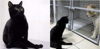 Gatinho com paralisia abraça e faz companhia a cachorrinhos doentes em clínica veterinária