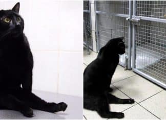 Gatinho com paralisia abraça e faz companhia a cachorrinhos doentes em clínica veterinária