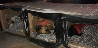 Chilenos espalham casinhas térmicas pela cidade para que cãezinhos de rua não sofram com o frio