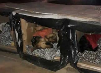 Chilenos espalham casinhas térmicas pela cidade para que cãezinhos de rua não sofram com o frio