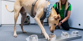 Aeroporto finlandês usa cães para farejar o Covid-19 e resultado é mais rápido do que testes de laboratório