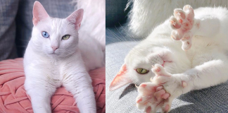 Após ser abandonada por antigos donos, gatinha com heterocromia e dedos extras se torna estrela do Instagram