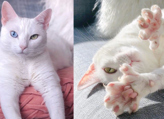 Após ser abandonada por antigos donos, gatinha com heterocromia e dedos extras se torna estrela do Instagram