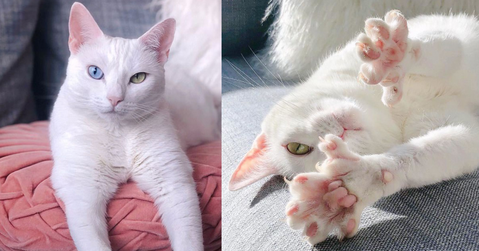 Após ser abandonada por antigos donos, gatinha com heterocromia e dedos extras se torna estrela do Instagram
