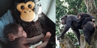 Bebê chimpanzé se abraça com um macaco de pelúcia após ser rejeitado pela mãe e encontra uma nova família