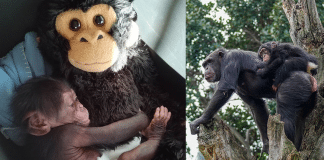 Bebê chimpanzé se abraça com um macaco de pelúcia após ser rejeitado pela mãe e encontra uma nova família