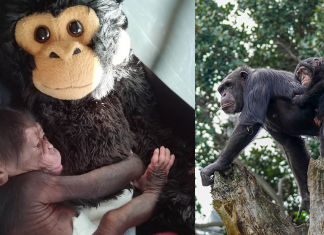 Bebê chimpanzé se abraça com um macaco de pelúcia após ser rejeitado pela mãe e encontra uma nova família