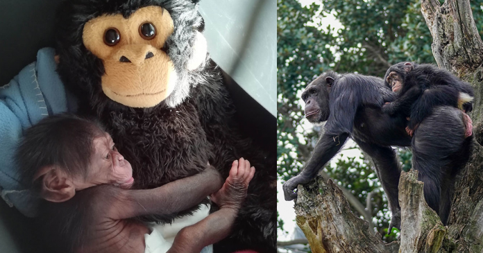 Bebê chimpanzé se abraça com um macaco de pelúcia após ser rejeitado pela mãe e encontra uma nova família