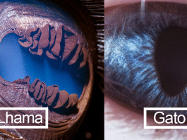 Esse fotógrafo capturou os detalhes nos olhos dos animais. São como galáxias!